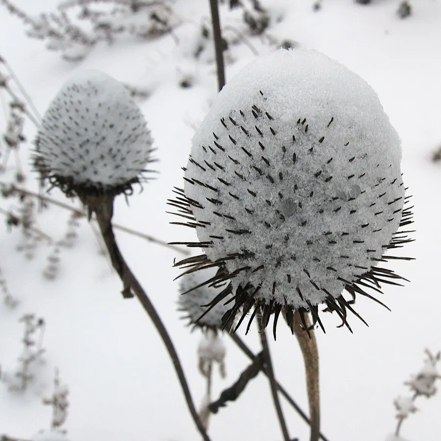 Two purple coneflower seed heads on dry stems, capped with fresh snow