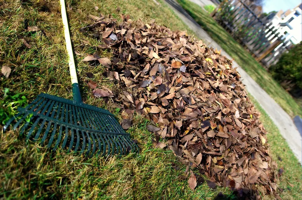 A green plastic leaf rake lying on a lawn next to a long pile of brown fallen leaves